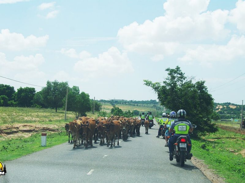 Dalat to Mekong Delta Motorcycle Tour