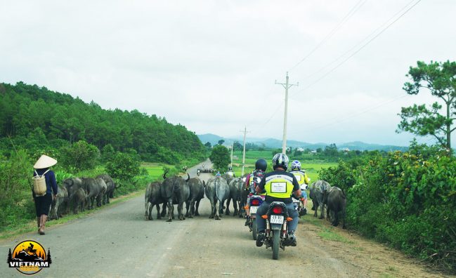 Mekong Delta and Central Highlands Motorcycle Tour