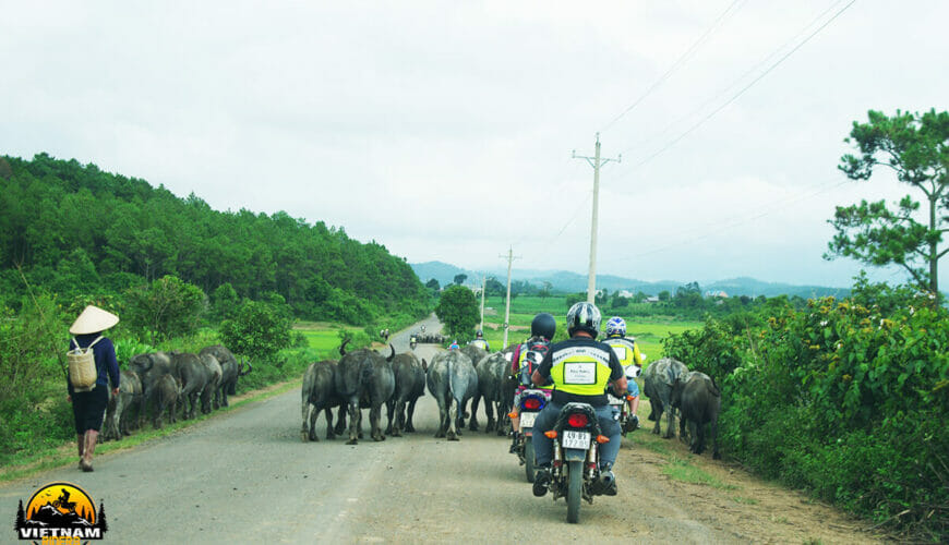 Mekong Delta and Central Highlands Motorcycle Tour